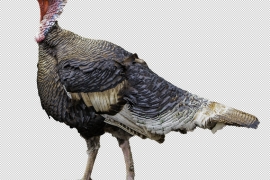 a turkey